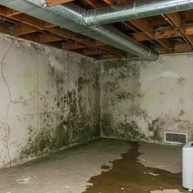 Professional Mold Removal in Jayuya, PR